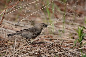 Cowbird, Brown-headed, 2016-05210818 Broad Meadow Brook, MA